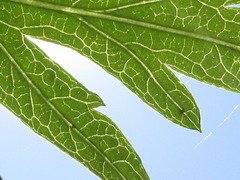 Artemisia princeps
