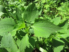 Sigesbeckia pubescens