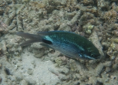 False-Eye Damsel photo 4