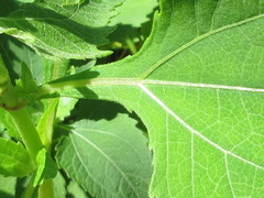 Sigesbeckia pubescens