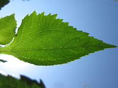 Sigesbeckia pubescens