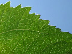 Sigesbeckia pubescens