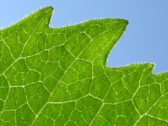 Sigesbeckia pubescens