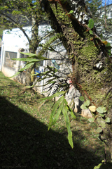 Pleopeltis pleopeltifolia