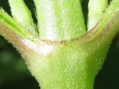 Sigesbeckia pubescens