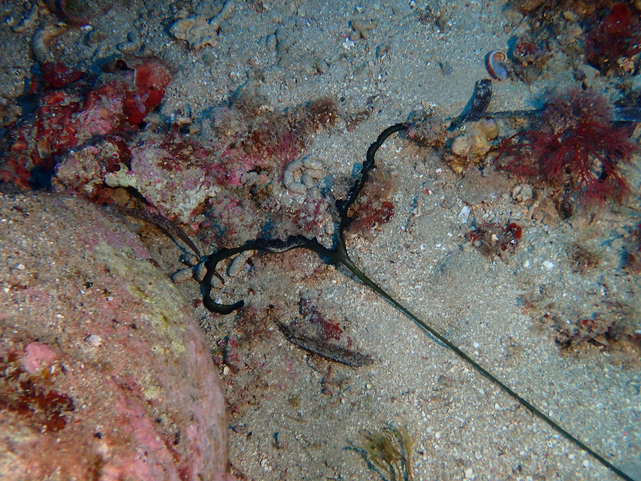 Bonellia viridis Rolando, 1822