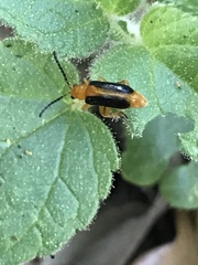 Phyllobrotica limbata