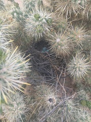 Campylorhynchus brunneicapillus