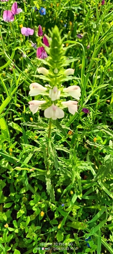 Mediterranean lineseed