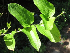 Smilax riparia
