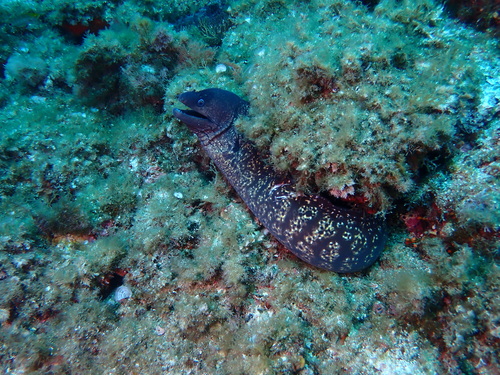 Muraena helena