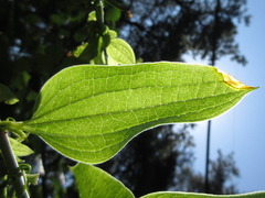 Smilax riparia