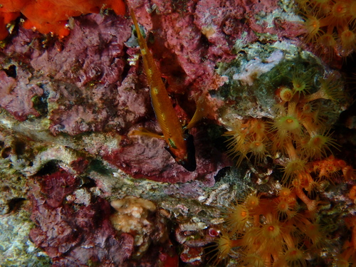 Tripterygion delaisi