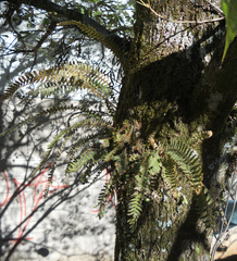 Pleopeltis hirsutissima