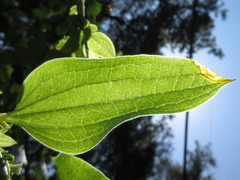 Smilax riparia