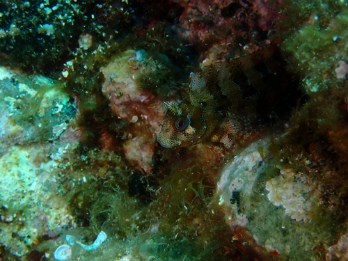 Parablennius gattorugine