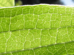 Smilax riparia