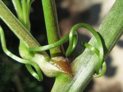 Smilax riparia
