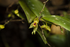 Lepanthes frigida