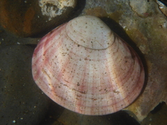 Semele rubropicta