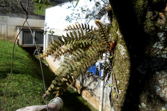 Pleopeltis hirsutissima