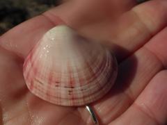 Semele rubropicta