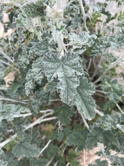 Sphaeralcea ambigua rugosa