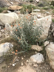 Sphaeralcea ambigua rugosa
