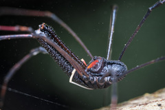 Forsteropsalis inconstans