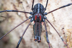 Forsteropsalis inconstans