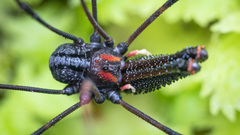 Forsteropsalis inconstans