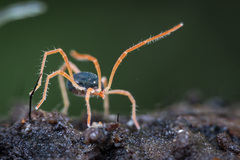 Eriorhynchus