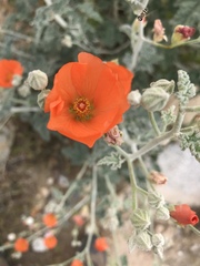 Sphaeralcea ambigua rugosa