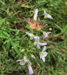 Epirrhoe plebeculata