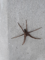 Pisaurina