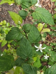 Rubus trianthus