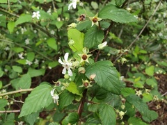 Rubus trianthus