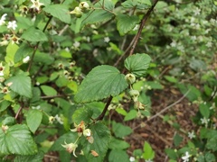 Rubus trianthus