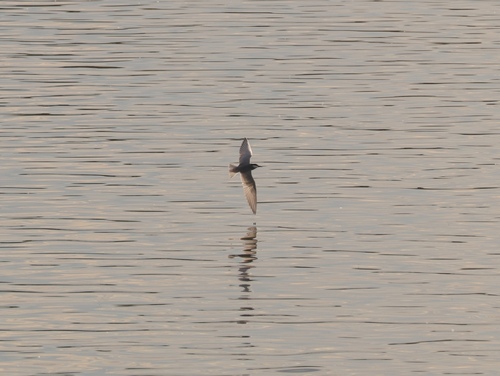 Whiskered Tern