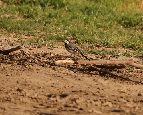 White Wagtail