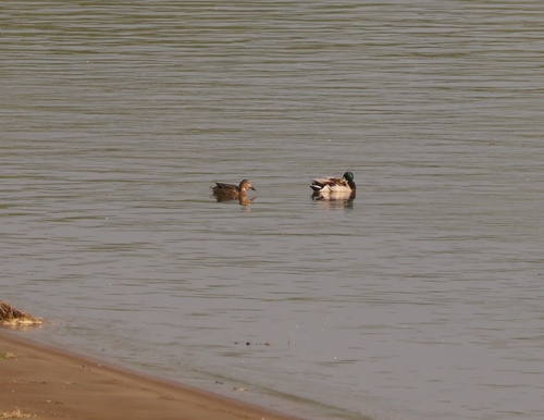 Mallard