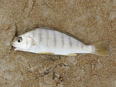 Umbrina coroides