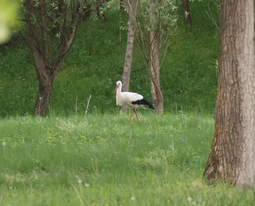 White Stork