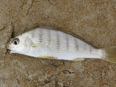 Umbrina coroides
