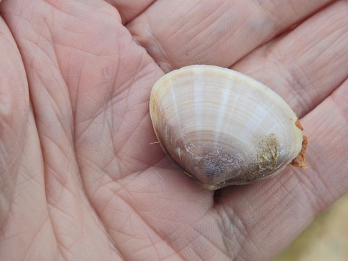 Mactra stultorum