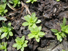 Azorella ruizii