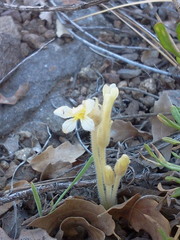 Aphyllon fasciculatum