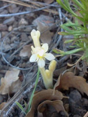 Aphyllon fasciculatum