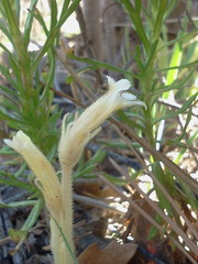 Aphyllon fasciculatum