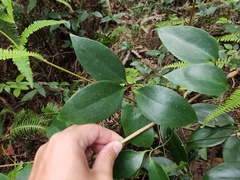 Clematis crassifolia